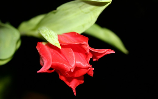 508989 (a): :1280x800